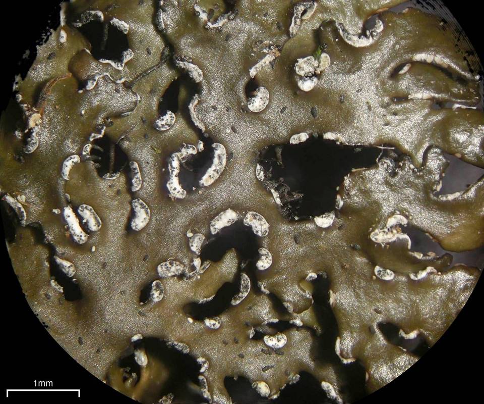 Melanelia culbersonii image
