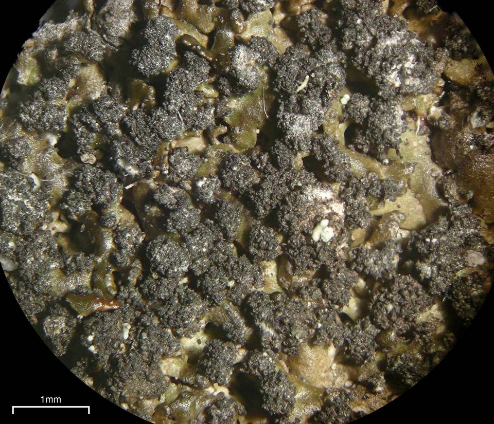 Melanelia disjuncta image