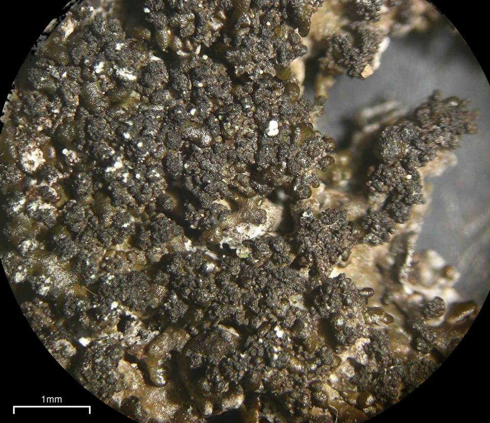 Melanelia disjuncta image