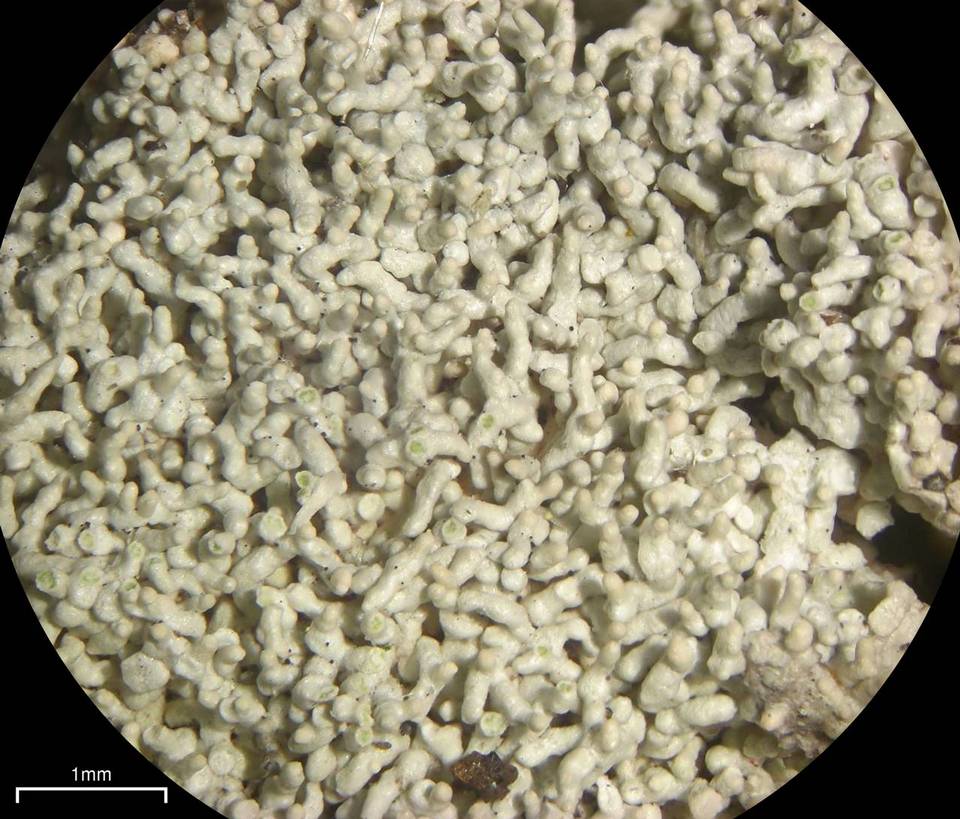 Ochrolechia yasudae image