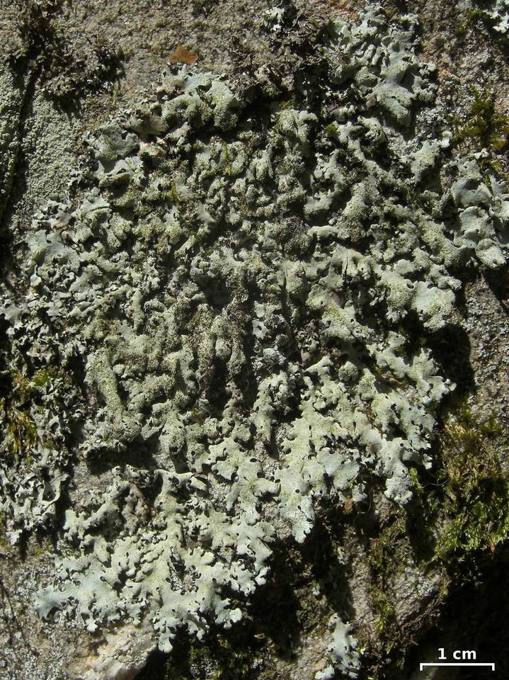 Parmelinopsis horrescens image