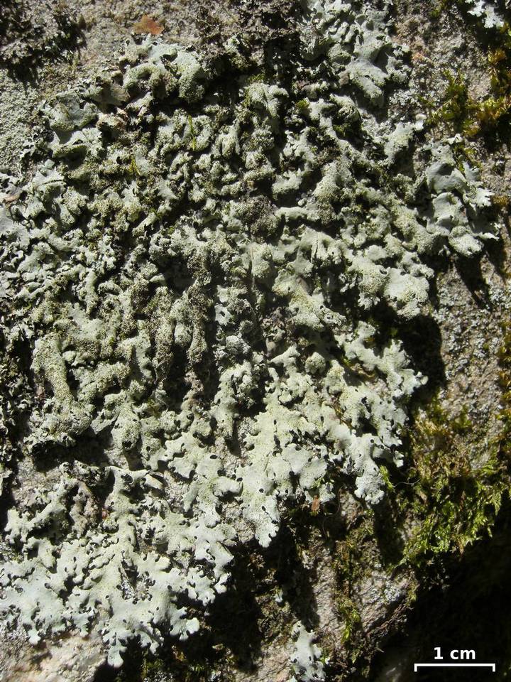 Parmelinopsis horrescens image