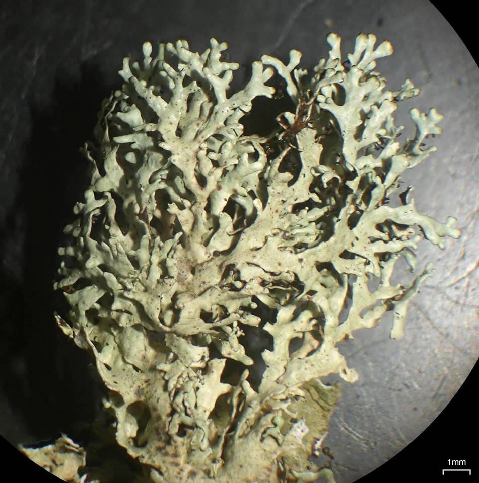 Xanthoparmelia angustiphylla image