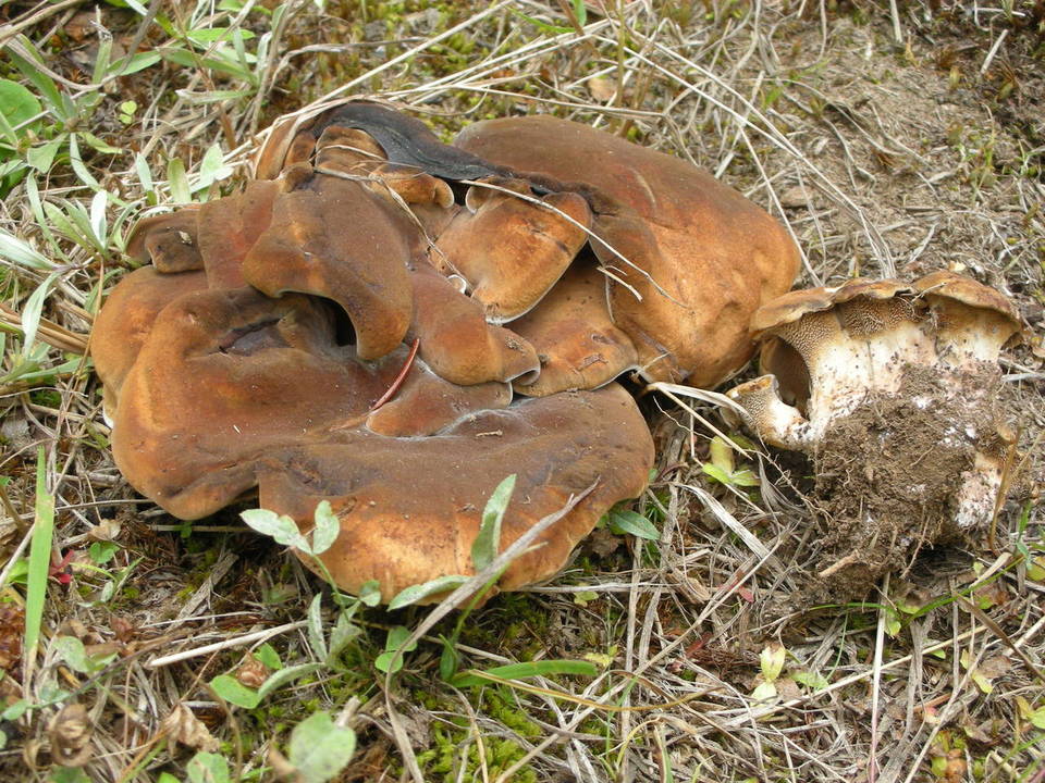 Sarcodon martioflavus image