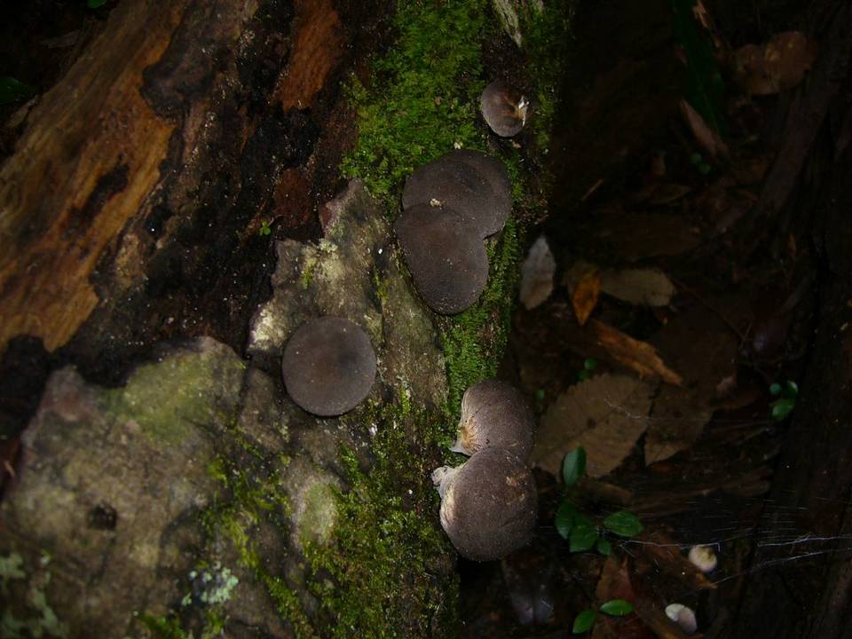 Lycoperdon purpurascens image