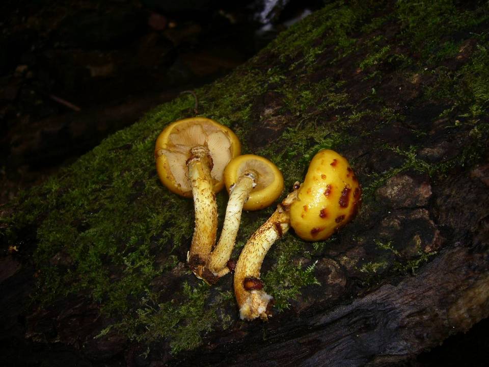 Pholiota jahnii image
