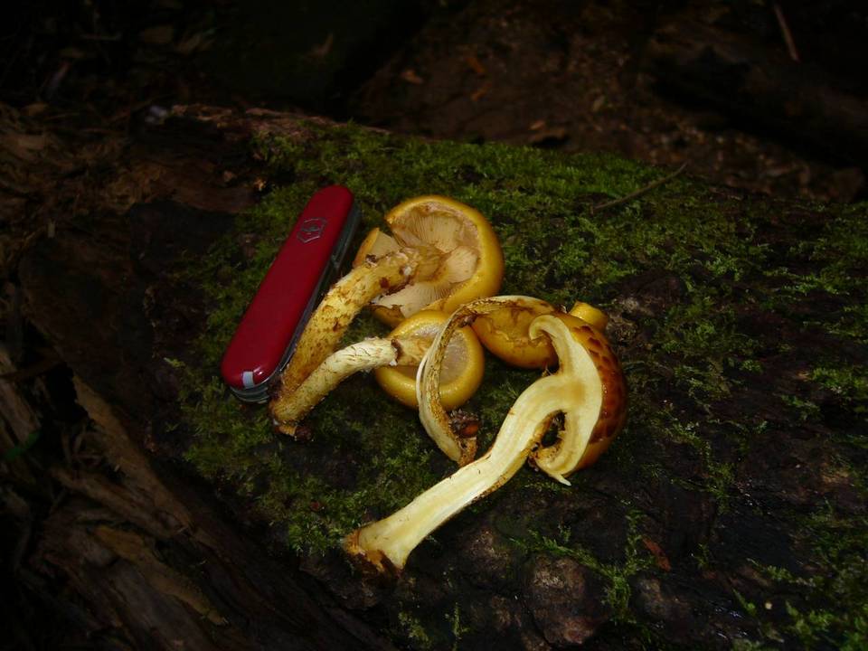 Pholiota jahnii image