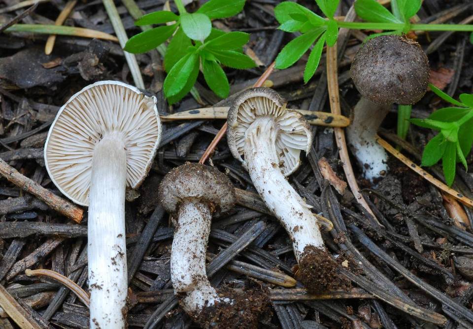 Tricholoma moseri image
