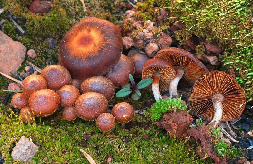 Crassisporium funariophilum image
