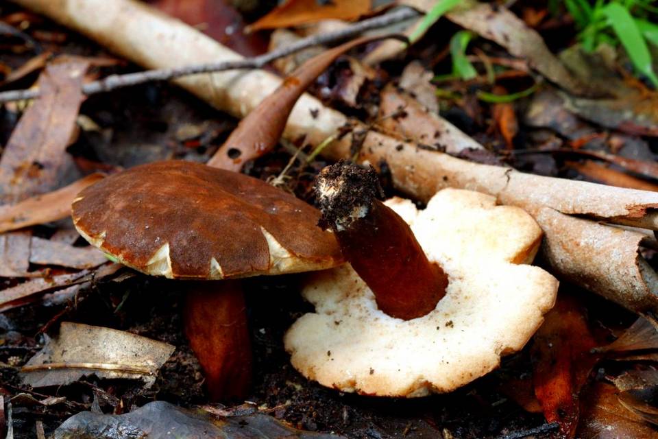 Gyroporus mcnabbii image
