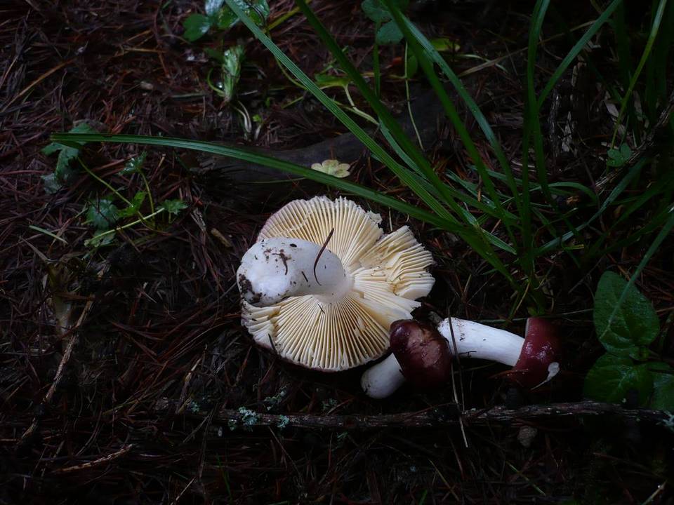 Russula laricina image