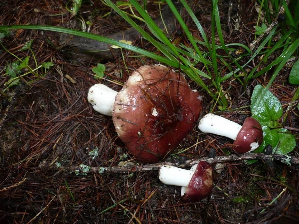 Russula laricina image
