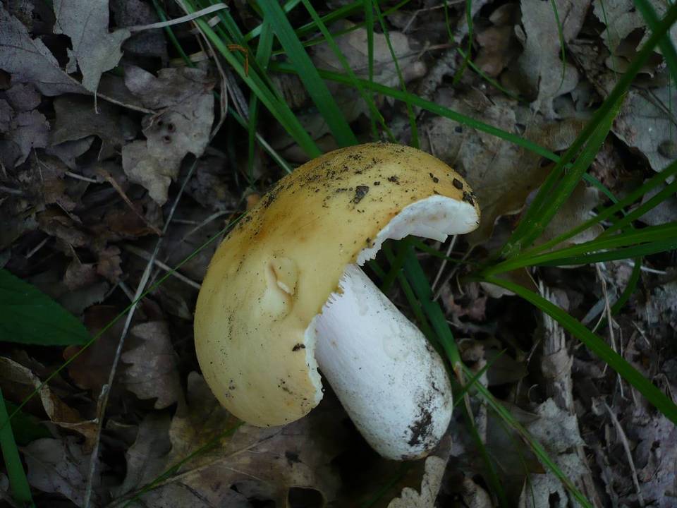Russula maculata image