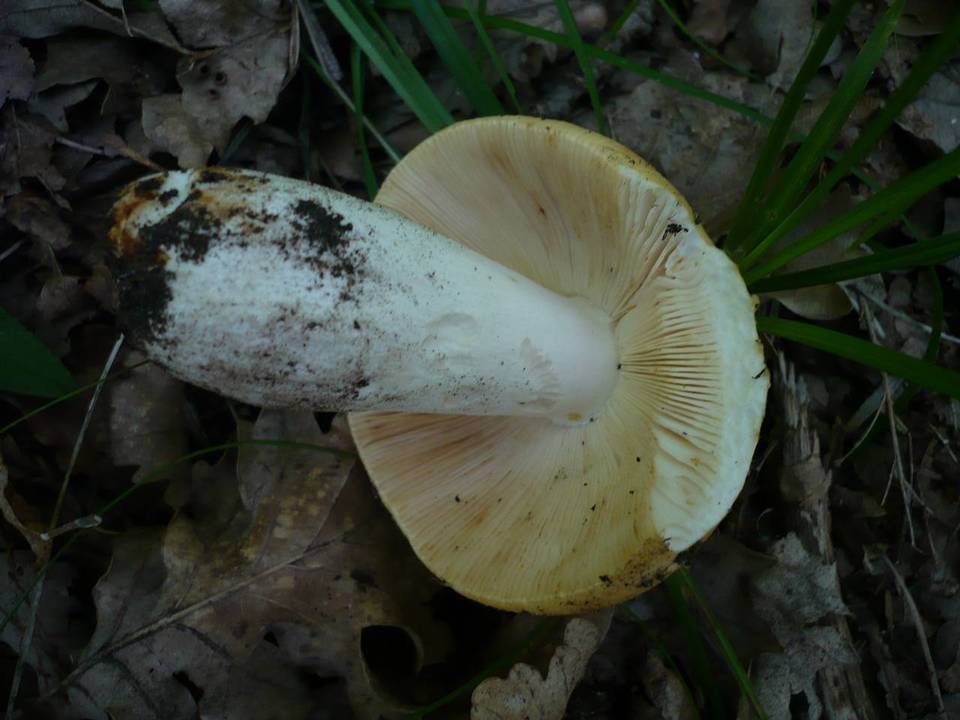 Russula maculata image