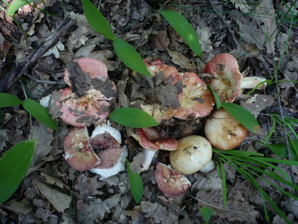 Russula maculata image