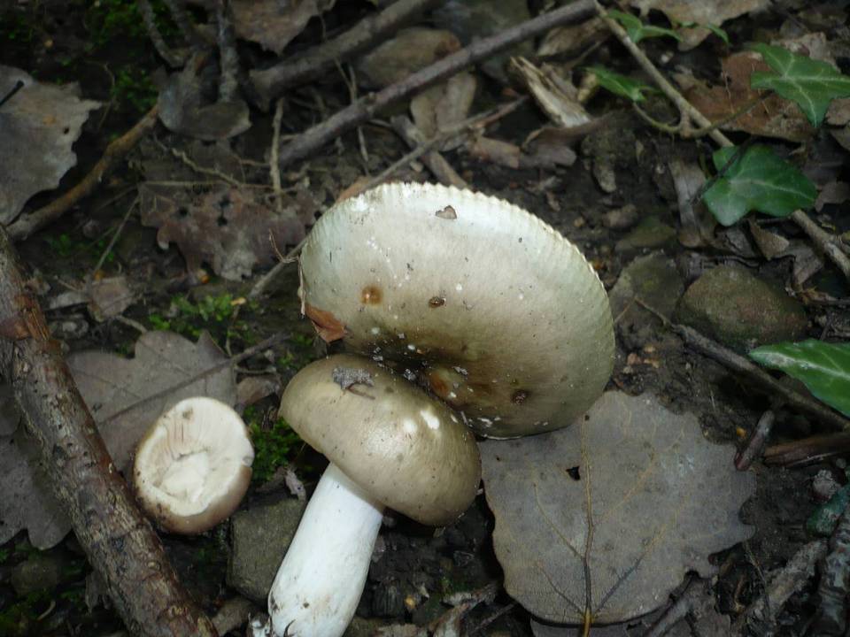 Russula medullata image