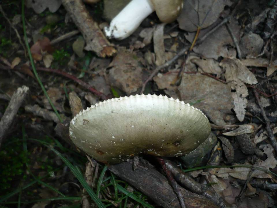 Russula medullata image