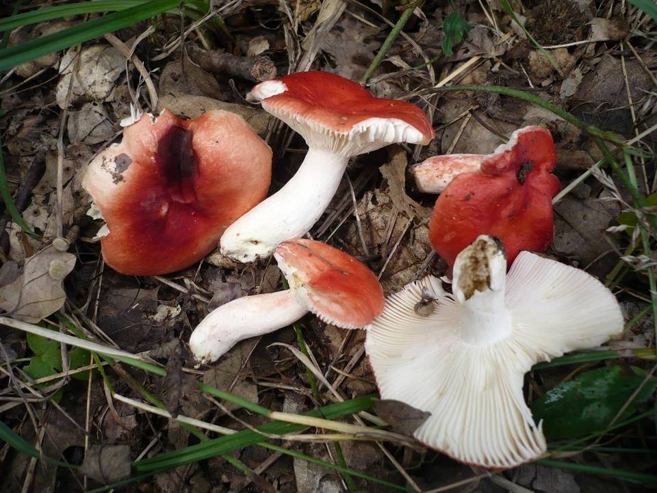 Russula persicina image
