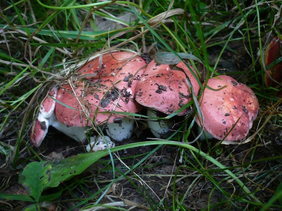 Russula pseudointegra image