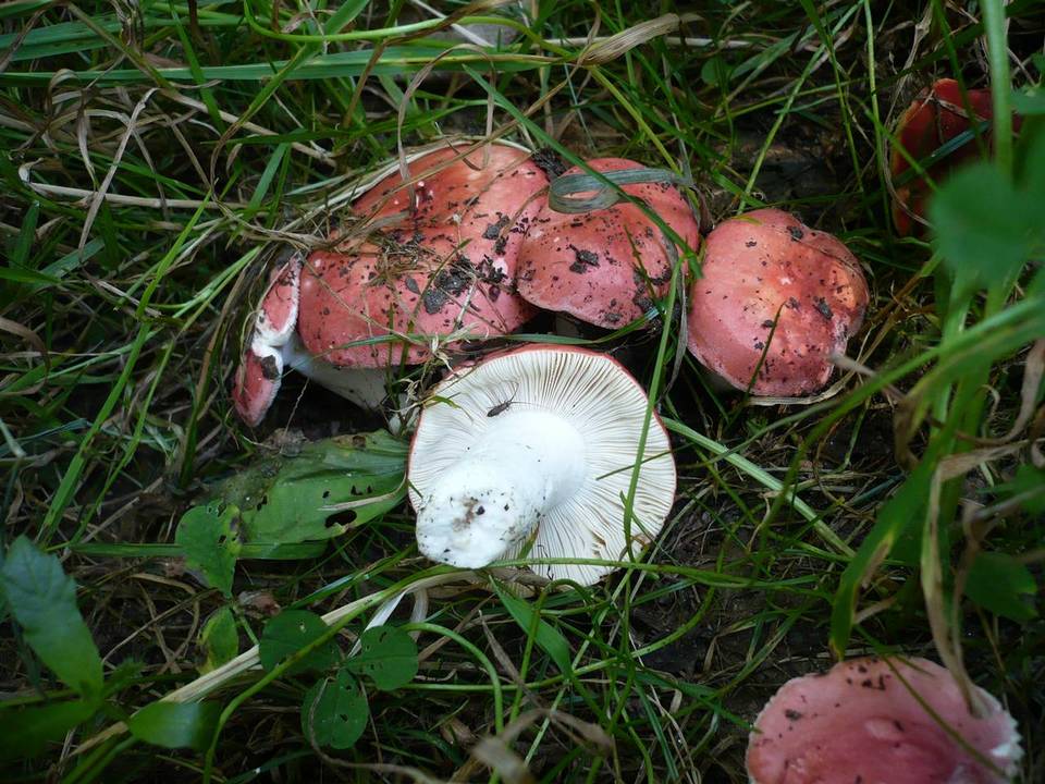 Russula pseudointegra image