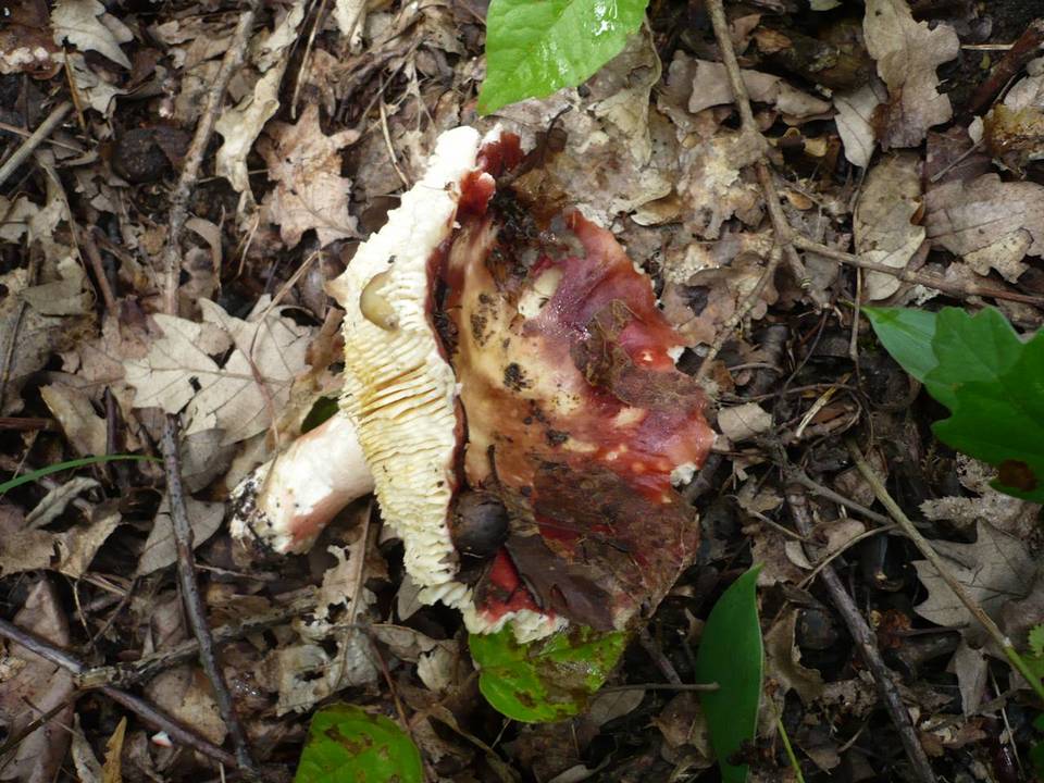 Russula rubroalba image