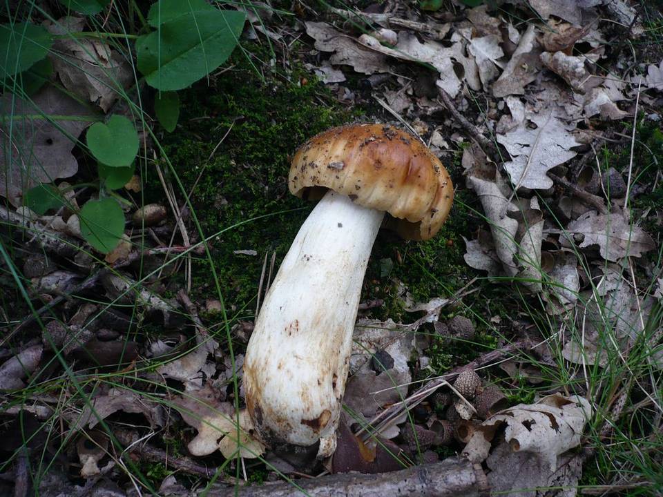 Russula subfoetens image