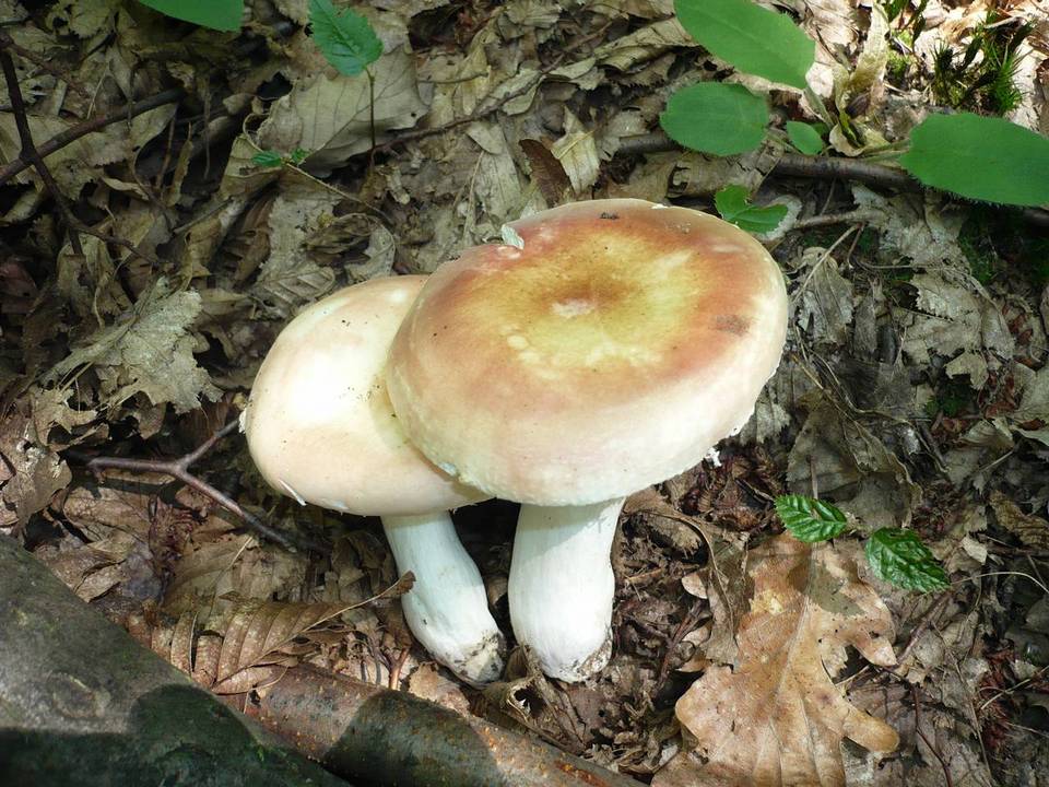Russula velutipes image