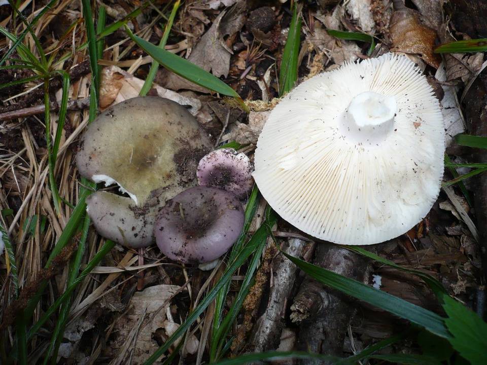 Russula turci image