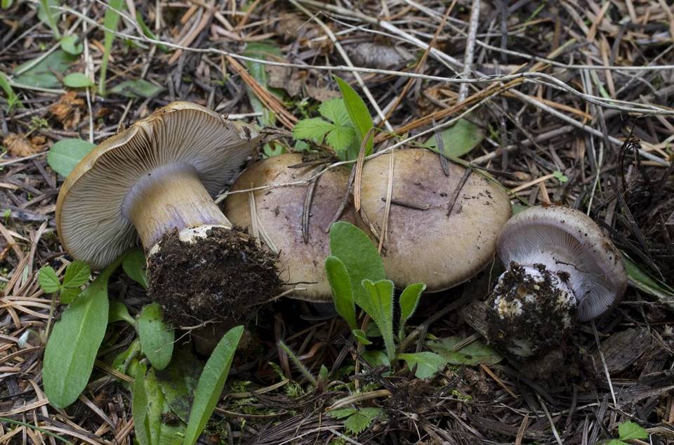 Cortinarius subolivascens image