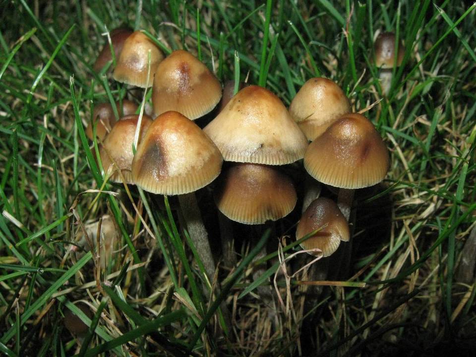 Psilocybe cyanofibrillosa image