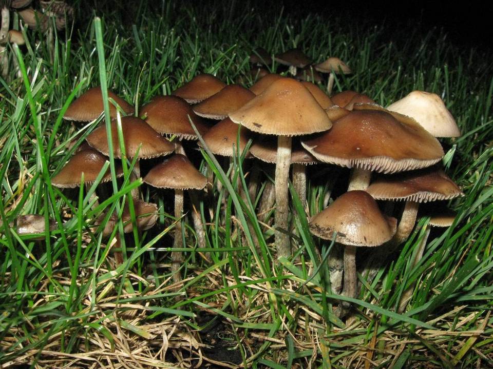 Psilocybe cyanofibrillosa image