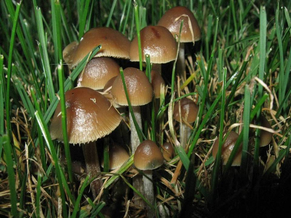 Psilocybe cyanofibrillosa image