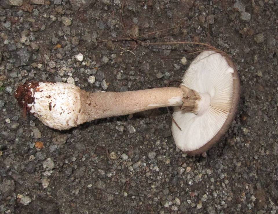 Amanita brunneolocularis image