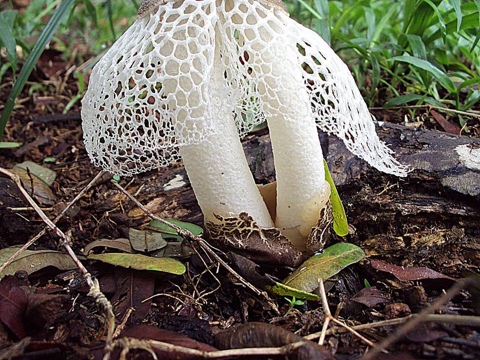 Phallus merulinus image