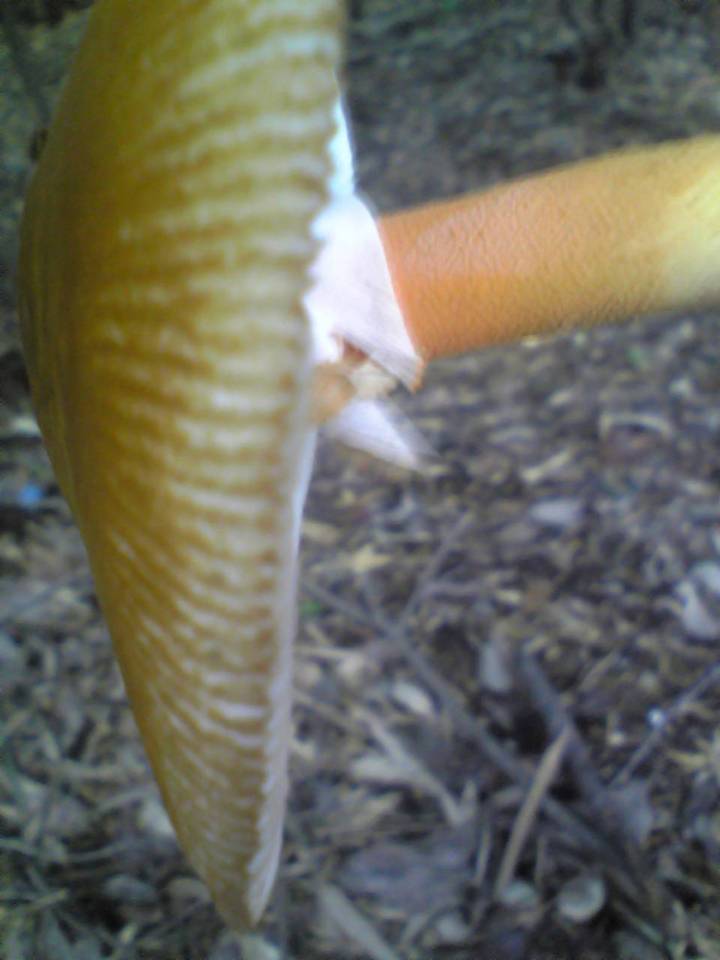 Amanita rufoferruginea image