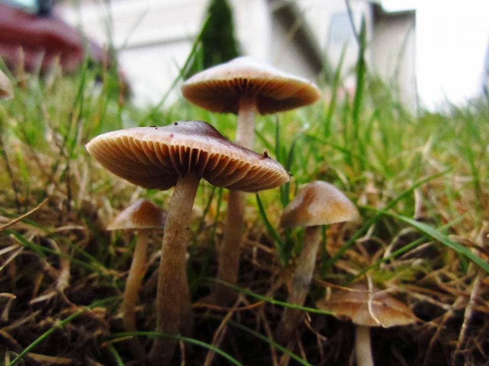 Psilocybe cyanofibrillosa image