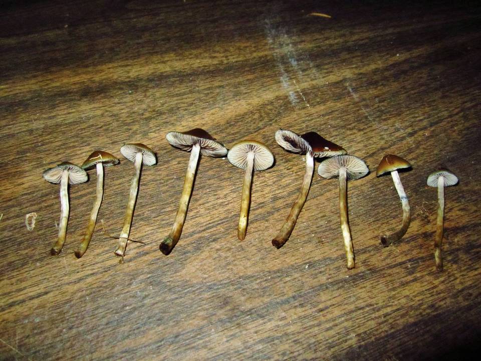 Psilocybe cyanofibrillosa image