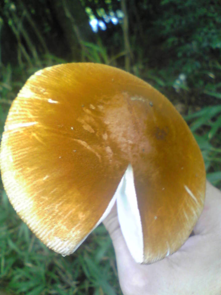 Amanita rufoferruginea image