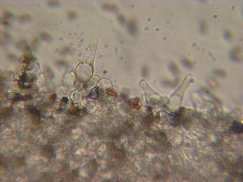 Psathyrella rubicola image