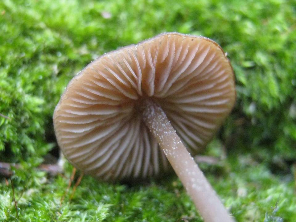 Entoloma hebes image
