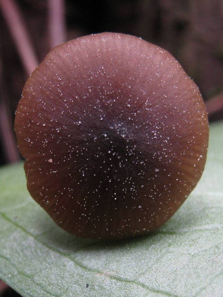 Entoloma hebes image