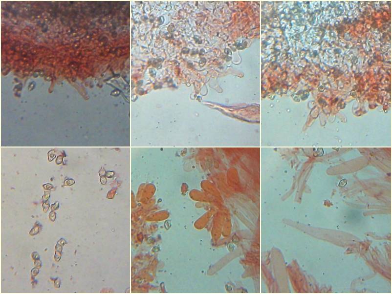 Entoloma hebes image