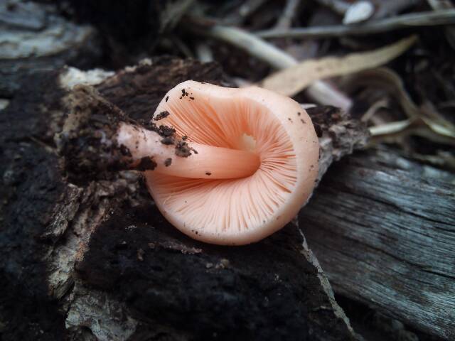 Pluteus roseipes image