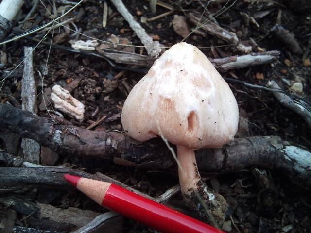Pluteus roseipes image