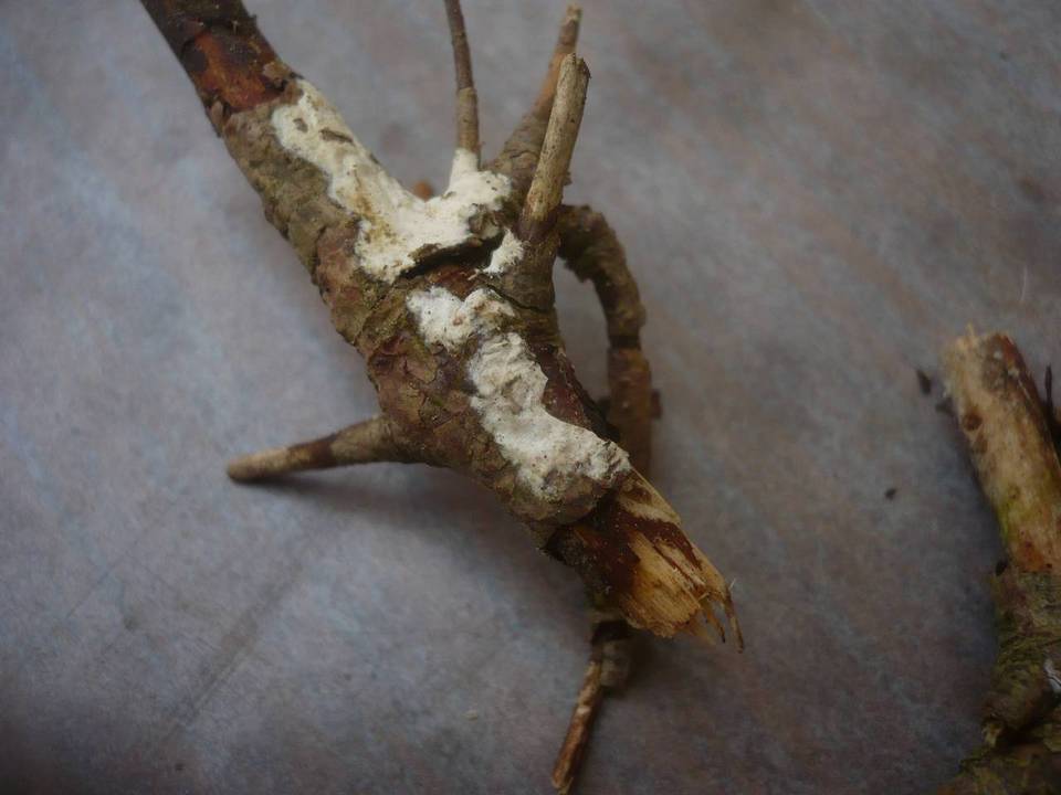 Globulicium hiemale image