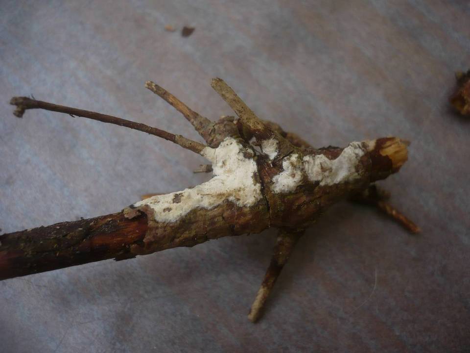 Globulicium hiemale image