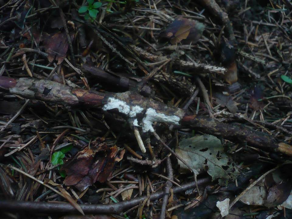 Globulicium hiemale image