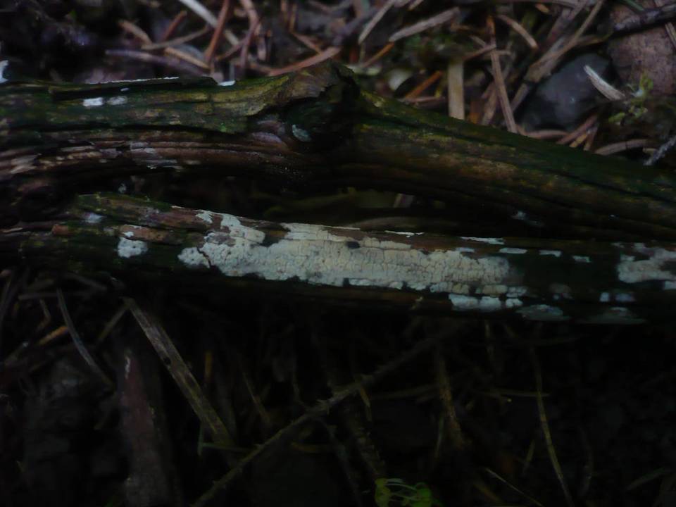 Hypochnicium bombycinum image
