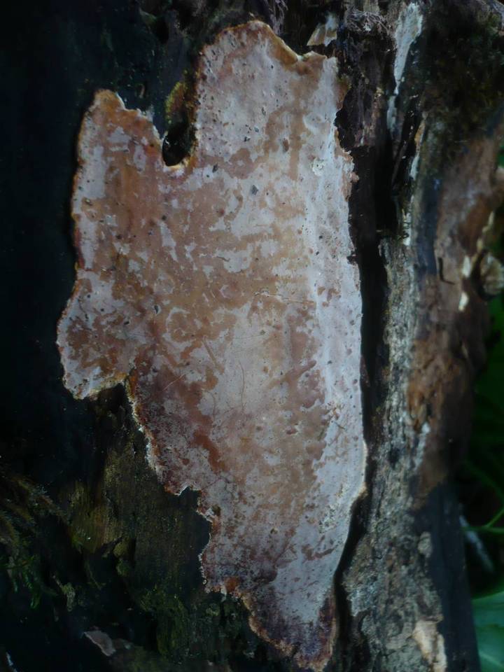 Scytinostroma portentosum image