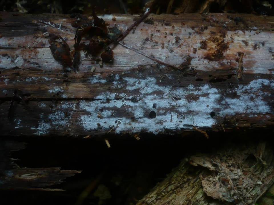 Trechispora farinacea image